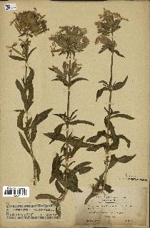 spécimen de Saponaria officinalis