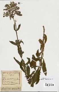 spécimen de Saponaria officinalis