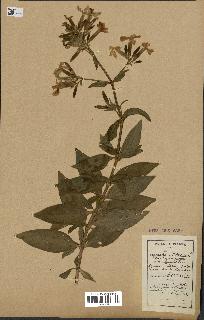 spécimen de Saponaria officinalis