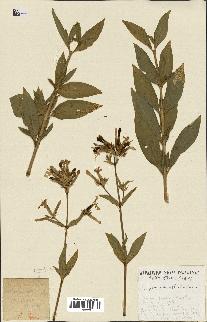 spécimen de Saponaria officinalis