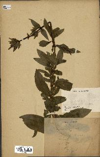 spécimen de Saponaria officinalis