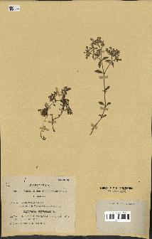 spécimen de Saponaria ocymoides