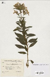 spécimen de Saponaria officinalis