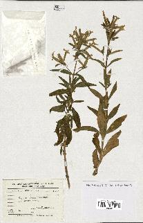 spécimen de Saponaria officinalis