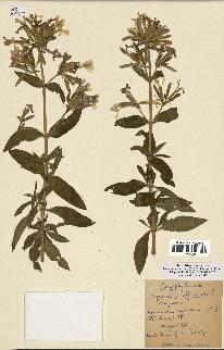 spécimen de Saponaria officinalis