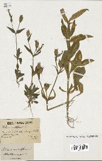 spécimen de Silene noctiflora