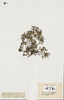spécimen de Saponaria ocymoides