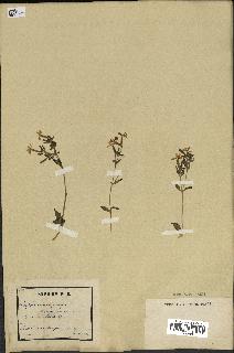 spécimen de Saponaria ocymoides