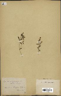 spécimen de Saponaria ocymoides