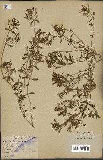 spécimen de Saponaria ocymoides