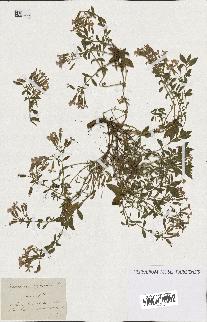 spécimen de Saponaria ocymoides