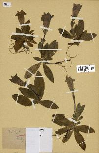 spécimen de Gentiana kochiana