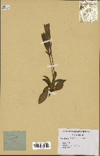 spécimen de Gentiana kochiana