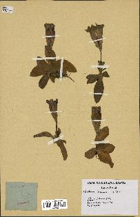 spécimen de Gentiana kochiana