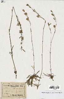 spécimen de Silene chlorantha