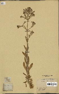 spécimen de Silene fruticosa