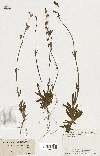 spécimen de Silene longicaulis