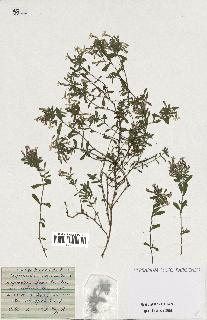 spécimen de Saponaria ocymoides