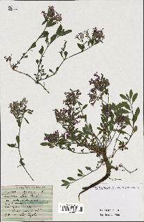 spécimen de Saponaria ocymoides