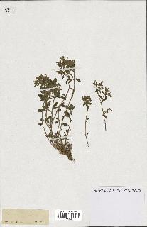 spécimen de Saponaria ocymoides