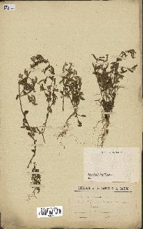 spécimen de Saponaria ocymoides