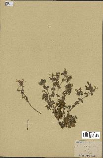 spécimen de Saponaria ocymoides