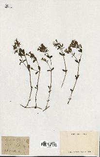 spécimen de Saponaria ocymoides