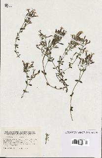 spécimen de Saponaria ocymoides