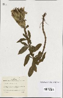 spécimen de Saponaria officinalis