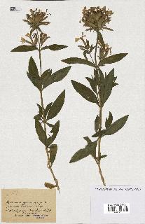 spécimen de Saponaria officinalis