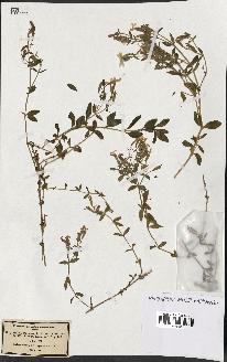 spécimen de Saponaria ocymoides