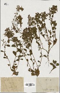 spécimen de Saponaria ocymoides