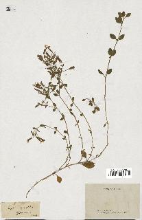 spécimen de Saponaria ocymoides