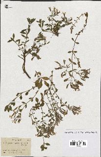 spécimen de Saponaria ocymoides