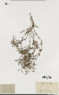 spécimen de Saponaria ocymoides