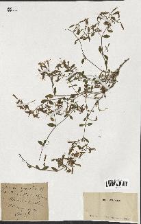 spécimen de Saponaria ocymoides