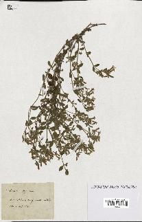 spécimen de Saponaria ocymoides