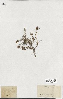 spécimen de Saponaria ocymoides