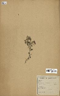 spécimen de Saponaria ocymoides