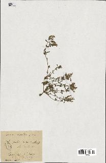 spécimen de Saponaria ocymoides