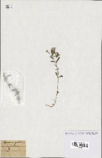 spécimen de Saponaria ocymoides