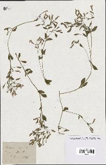 spécimen de Saponaria ocymoides