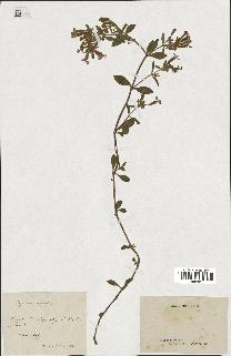 spécimen de Saponaria ocymoides