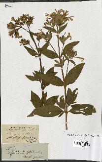 spécimen de Saponaria officinalis