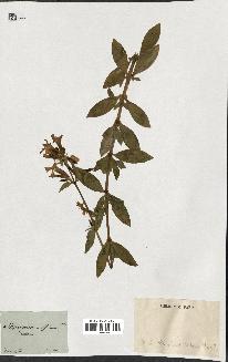 spécimen de Saponaria officinalis