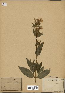 spécimen de Saponaria officinalis