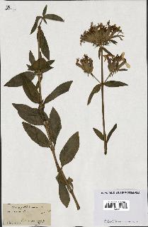 spécimen de Saponaria officinalis