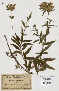 spécimen de Saponaria officinalis