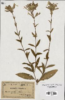 spécimen de Saponaria officinalis