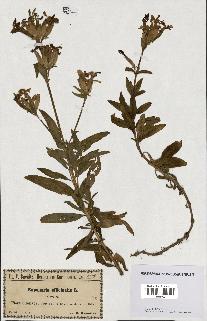 spécimen de Saponaria officinalis